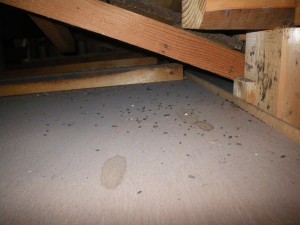 木造住宅天井裏のコウモリ駆除｜亀岡市 イメージ