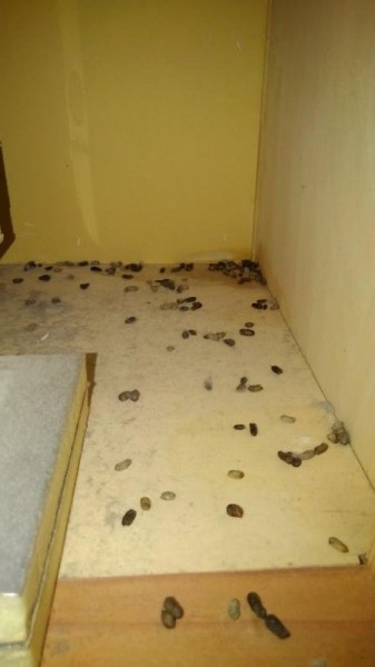 宿泊施設のネズミ被害｜京都市東山区スライダー2