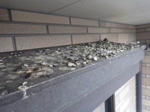戸建シャッターボックス上の鳩防除｜京都市 イメージ