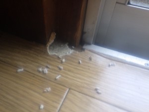一般家庭でのネズミの調査 京都市 イメージ