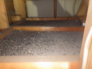 戸建て　ネズミ調査　京都市スライダー2