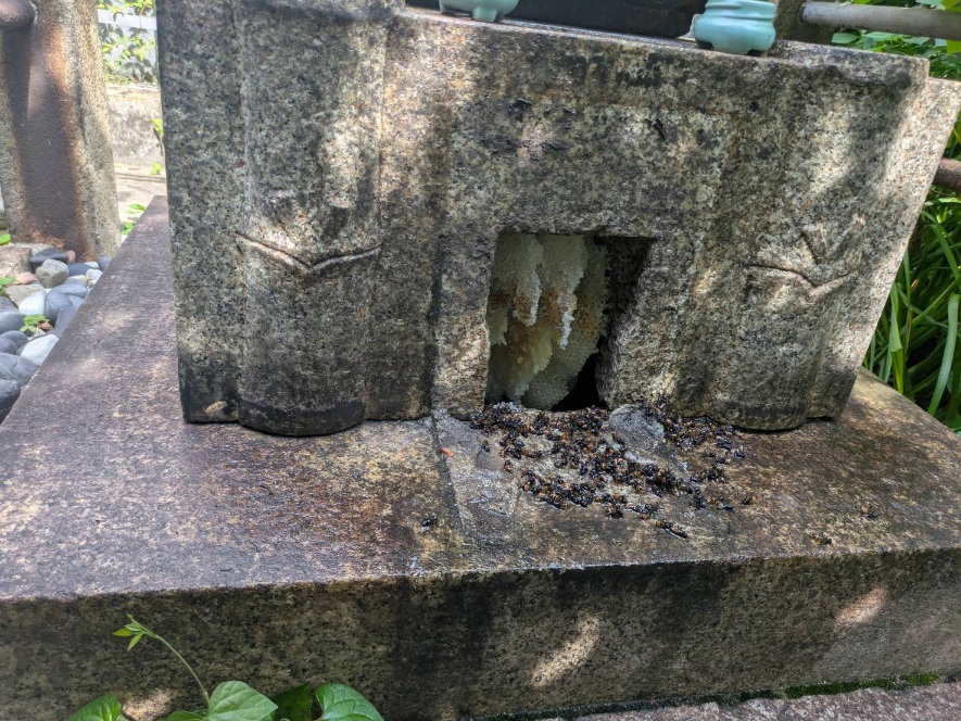 お寺の蜂営巣撤去作業（蜜蜂）/京都市中京区スライダー2