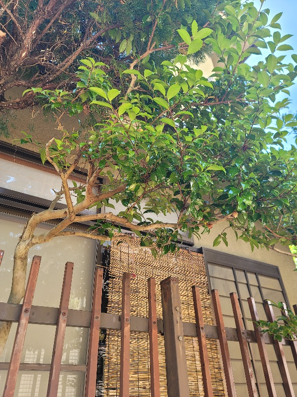 スズメバチの営巣撤去作業｜京都市西京区スライダー2