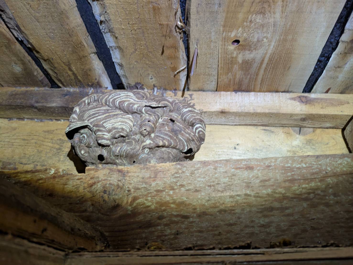 スズメバチ営巣除去作業 イメージ
