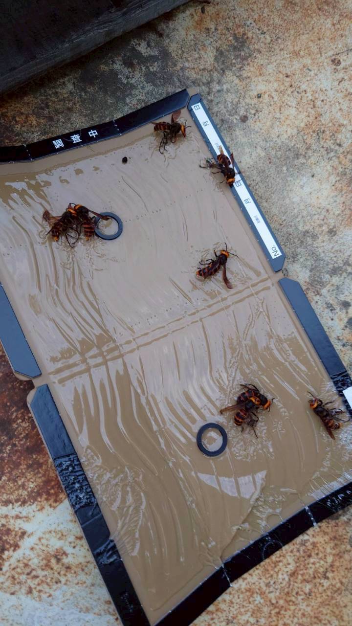 配送センタースズメバチ営巣撤去作業スライダー4