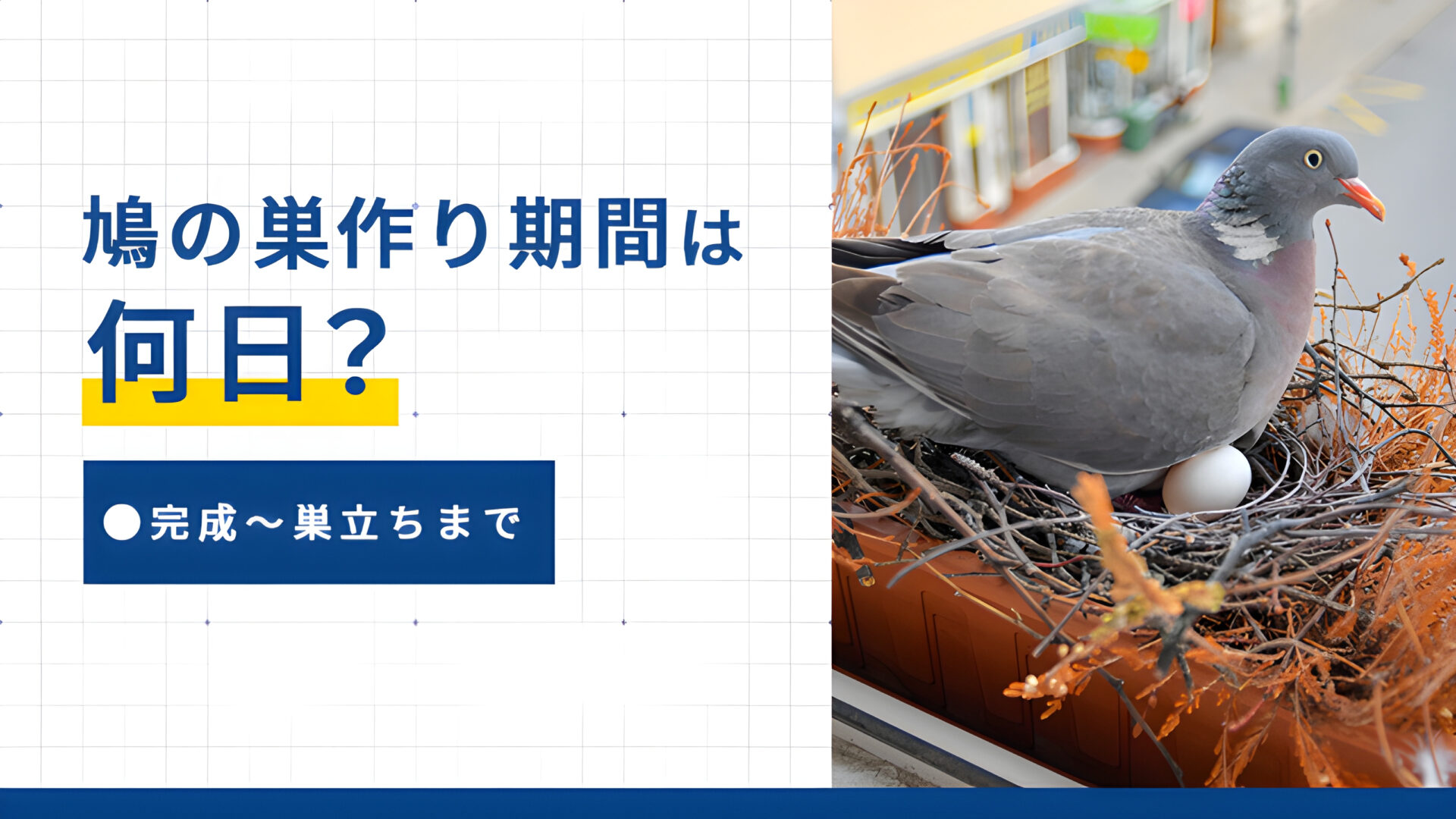 鳩の巣作り期間は何日?完成〜巣立ちまで