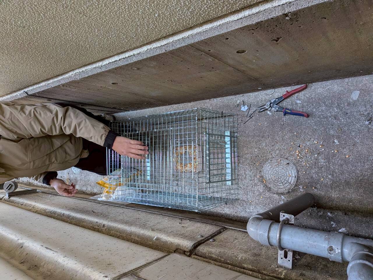 某機械部品工場ハト捕獲作業/滋賀県栗東市 イメージ