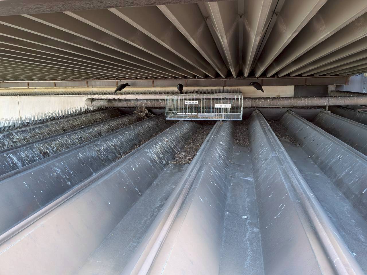 某機械部品工場ハト捕獲作業/滋賀県栗東市スライダー3