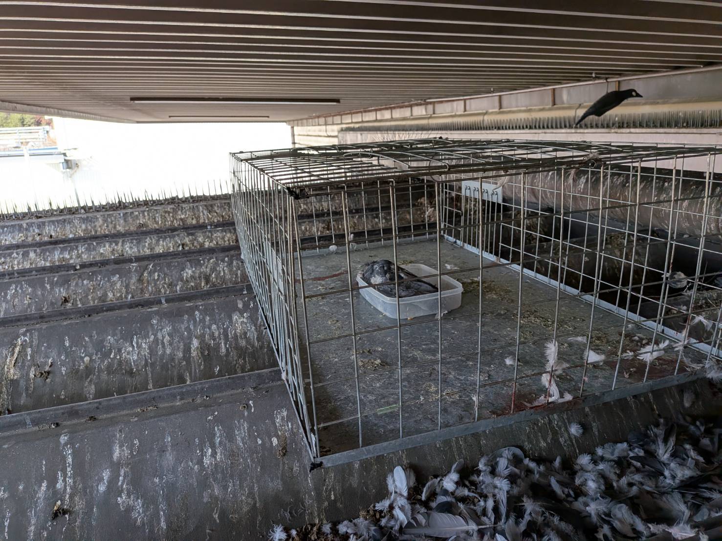 某機械部品工場ハト捕獲作業/滋賀県栗東市スライダー5