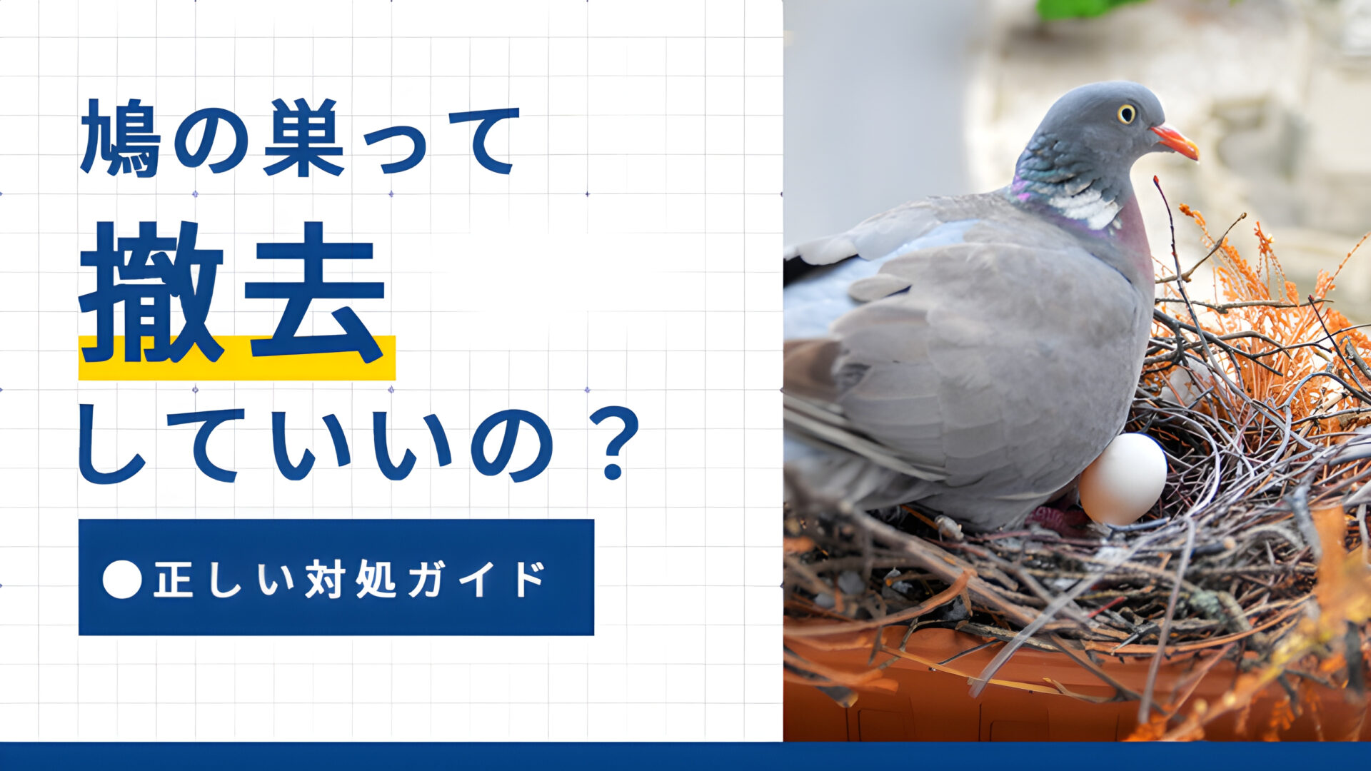 鳩の巣って撤去していいの？正しい対処ガイド