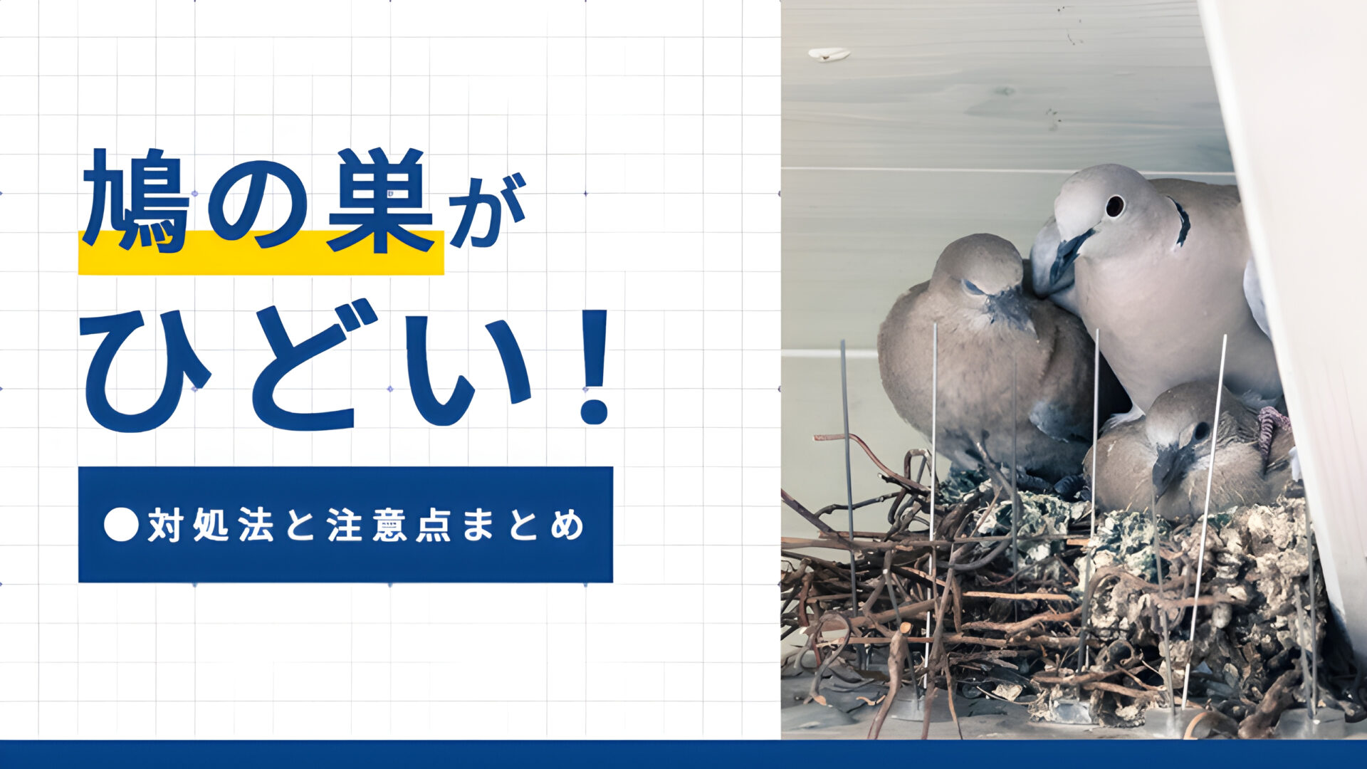 鳩の巣がひどい時の対処法と注意点まとめ
