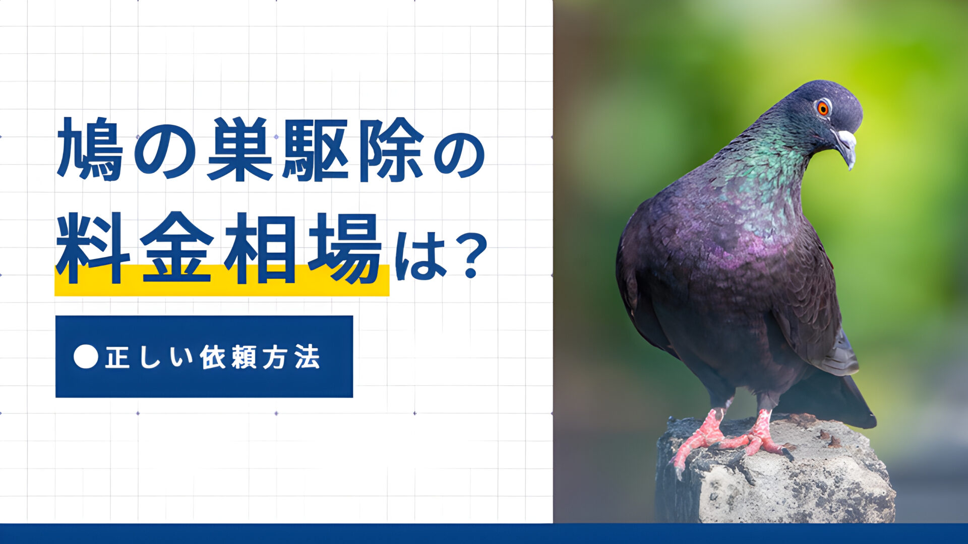 鳩の巣駆除の料金相場は？正しい依頼方法
