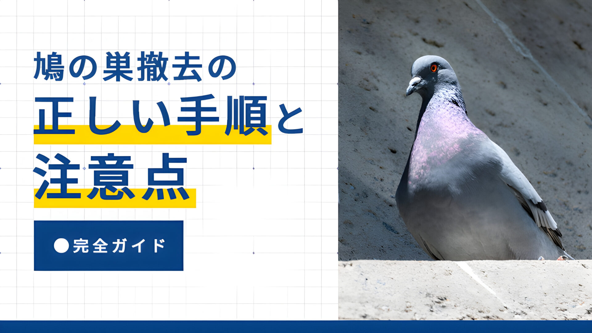 鳩の巣撤去の正しい手順と注意点【完全ガイド】
