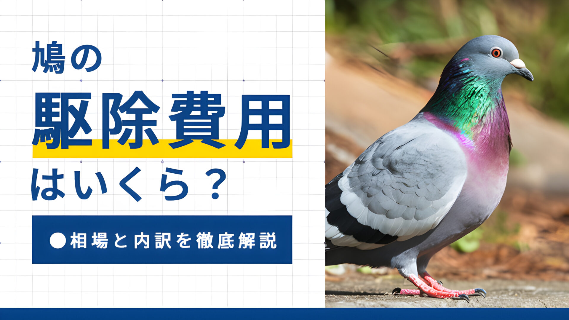 鳩の駆除費用はいくら？相場と内訳を徹底解説
