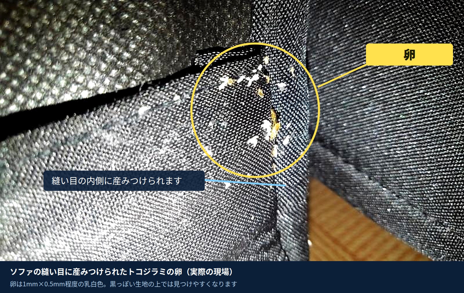 ソファの縫い目に産みつけられたトコジラミの卵。乳白色の粒状