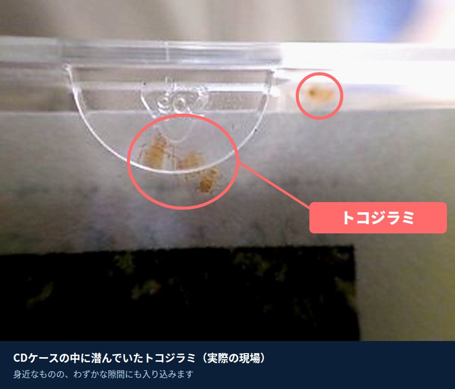 CDケースの中に潜んでいたトコジラミ