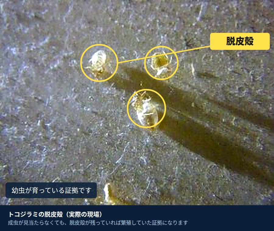 トコジラミの脱皮殻。乳白色で虫の形が残っている