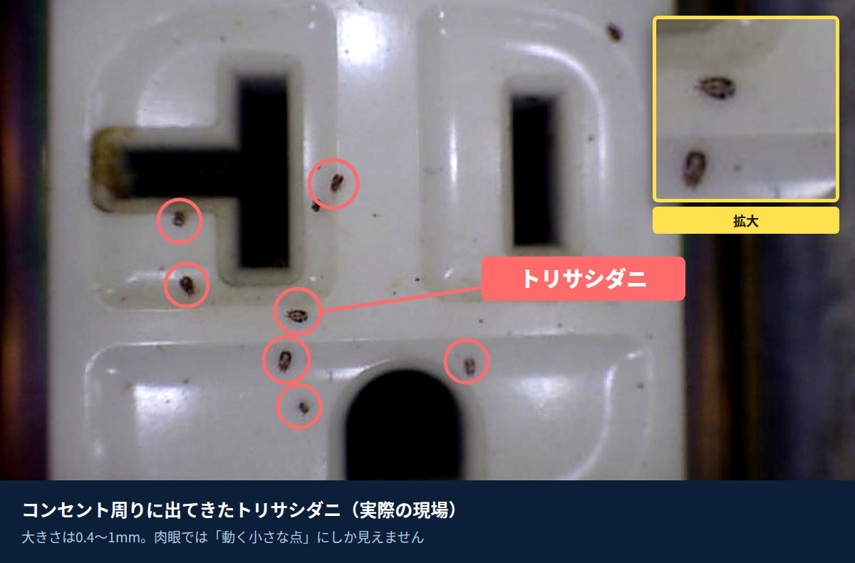 コンセント周りに出てきたトリサシダニ（実際の施工現場）