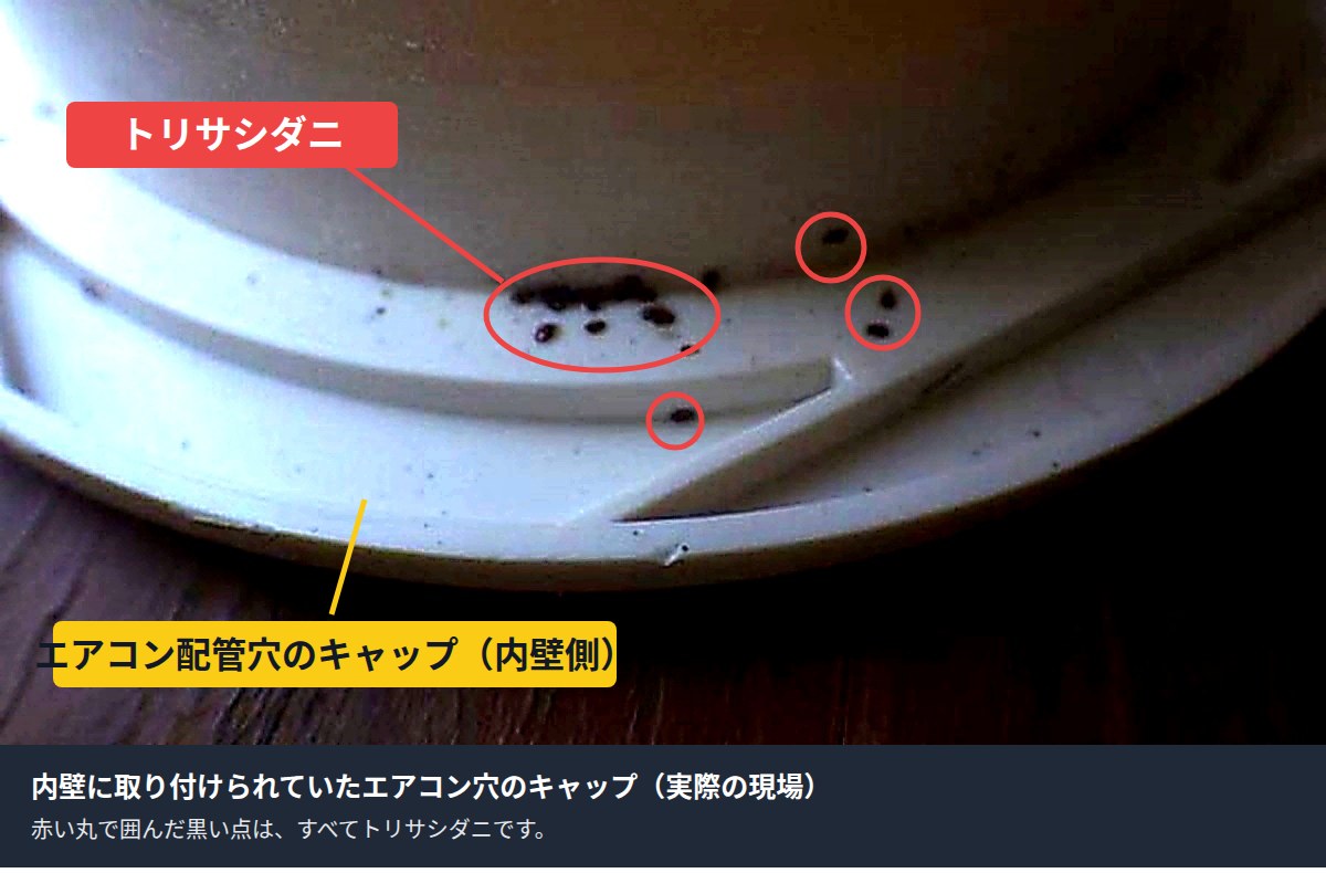 内壁側に取り付けられていたエアコン穴のキャップに付着したトリサシダニ