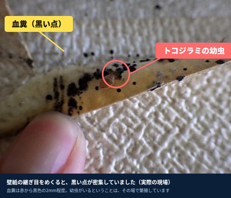 壁紙の継ぎ目に密集したトコジラミの血糞(黒い点)とトコジラミの幼虫