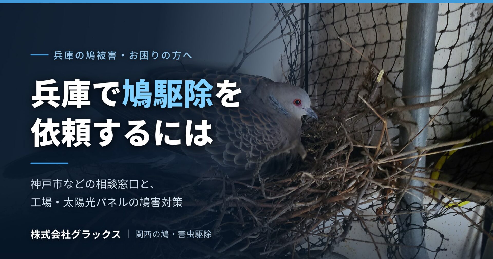 兵庫で鳩駆除を依頼するには