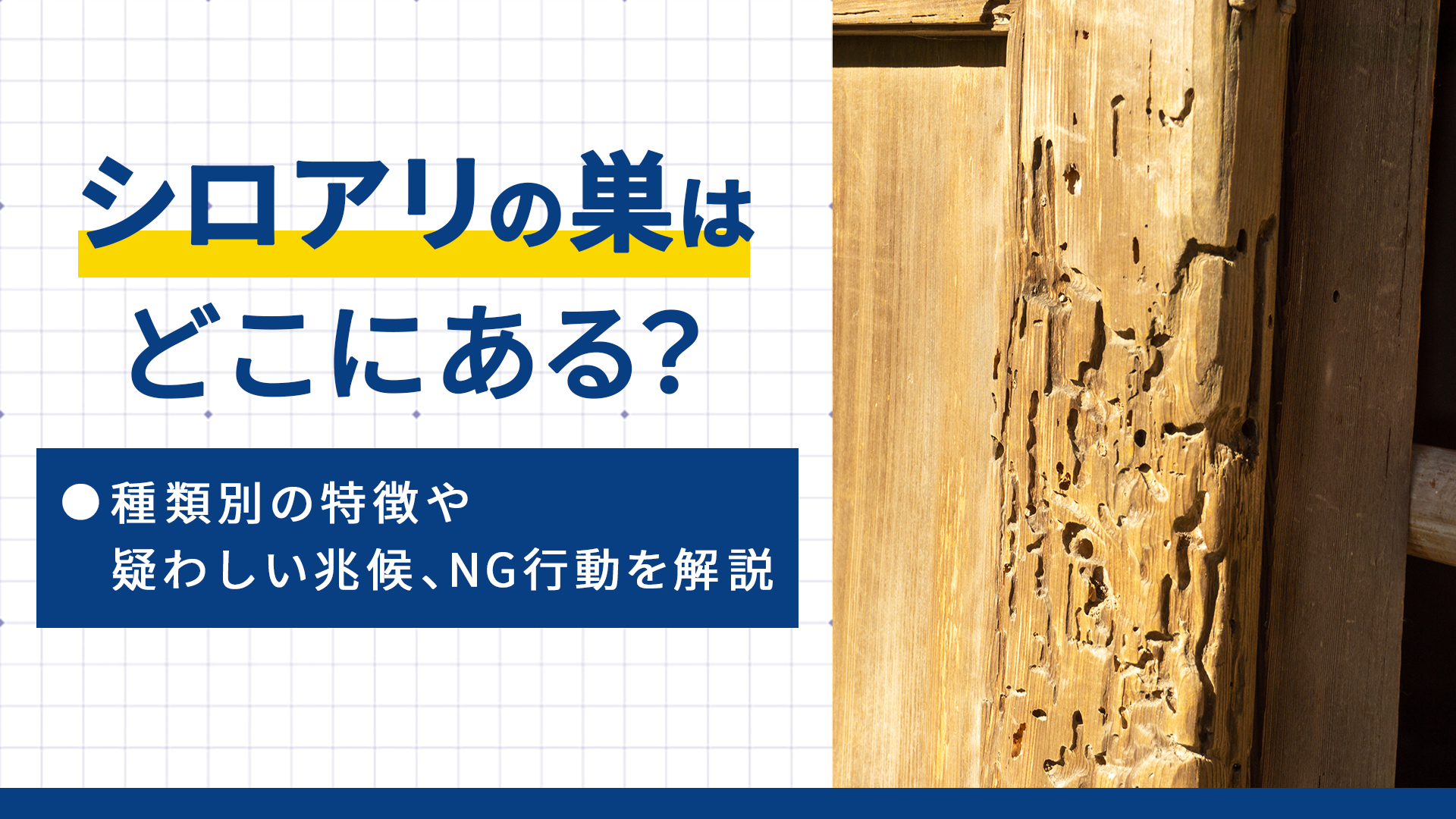 シロアリの巣はどこにある?