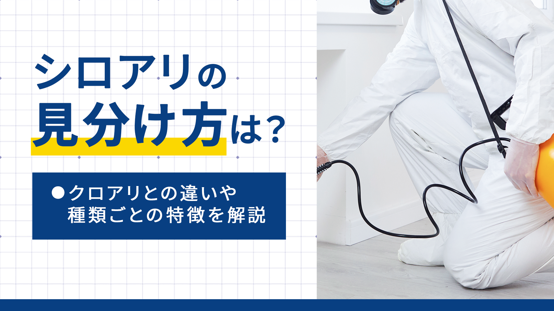 シロアリの見分け方は？